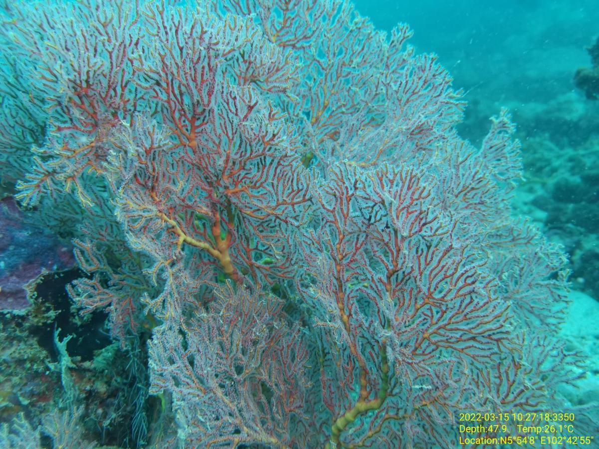 Perhentian Chomel Chalet Kültér fotó